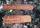 Alpaki, Barany, Świnki Morskie – Brodzica 13a